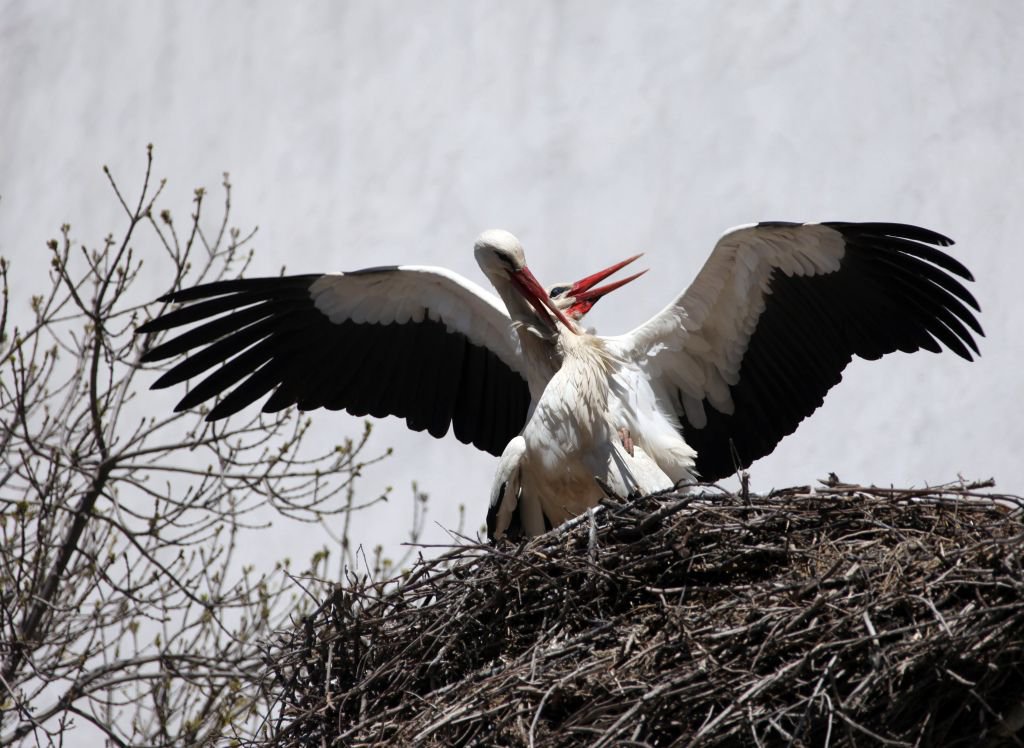 BAHARIN MÜJDECİLERİ GELDİ...
