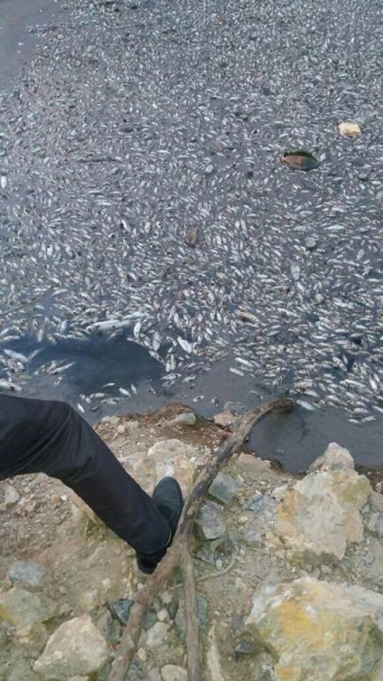 BİNLERCE BALIK BU HALDE BULUNDU