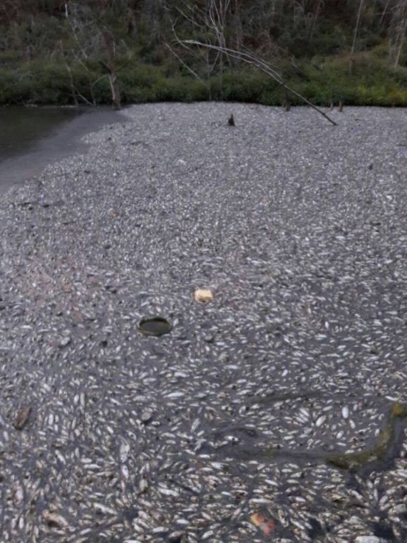 BİNLERCE BALIK BU HALDE BULUNDU