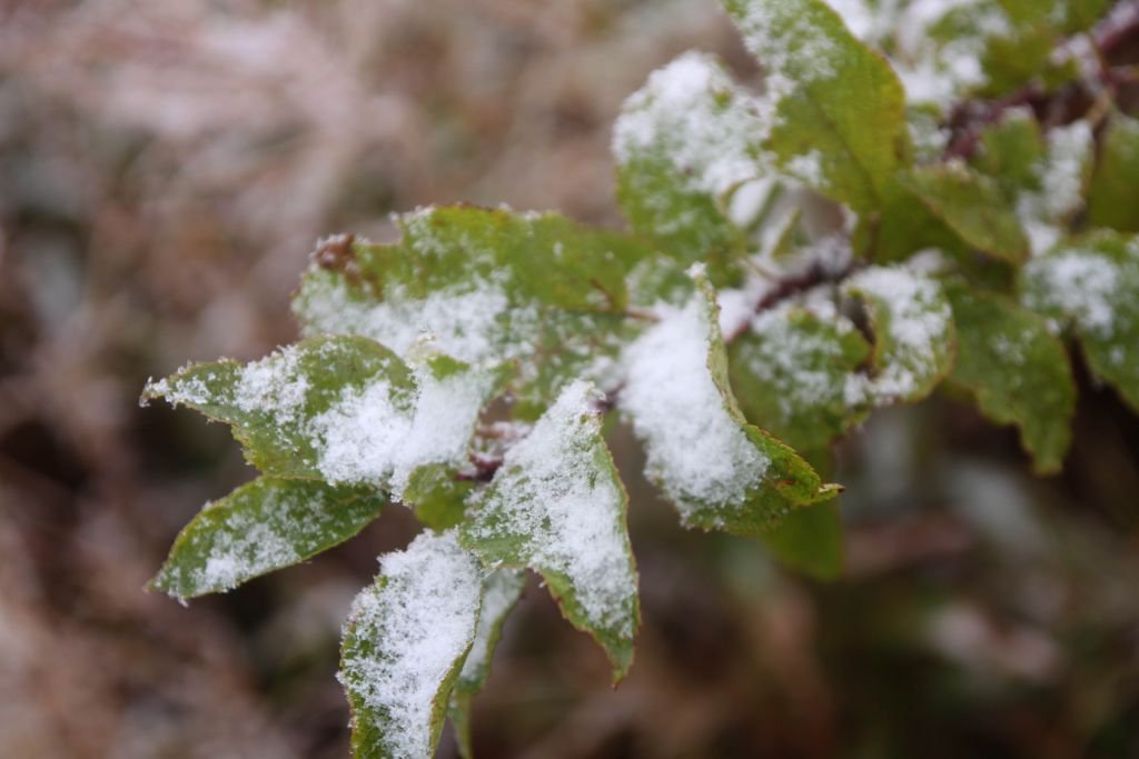 BOLU'YA KAR ERKEN GELDİ