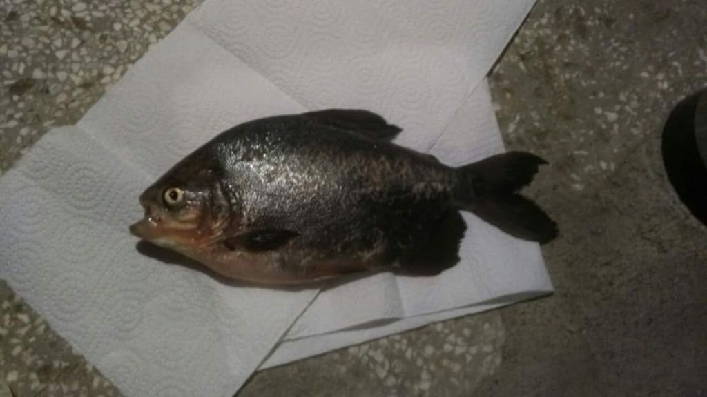 İKİNCİ PİRANA VAKASI...