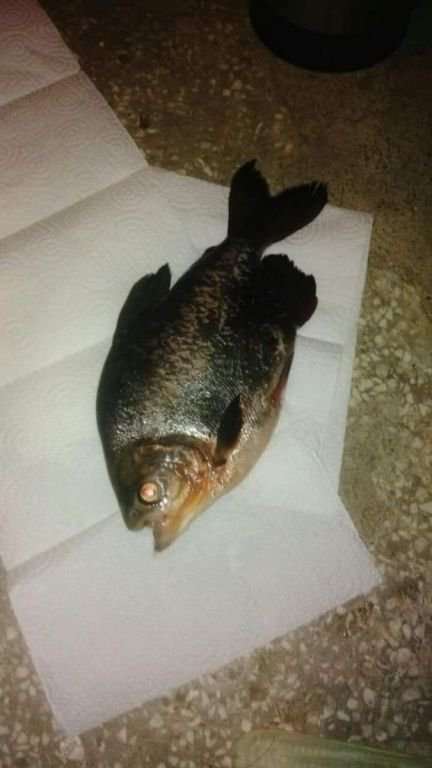 İKİNCİ PİRANA VAKASI...