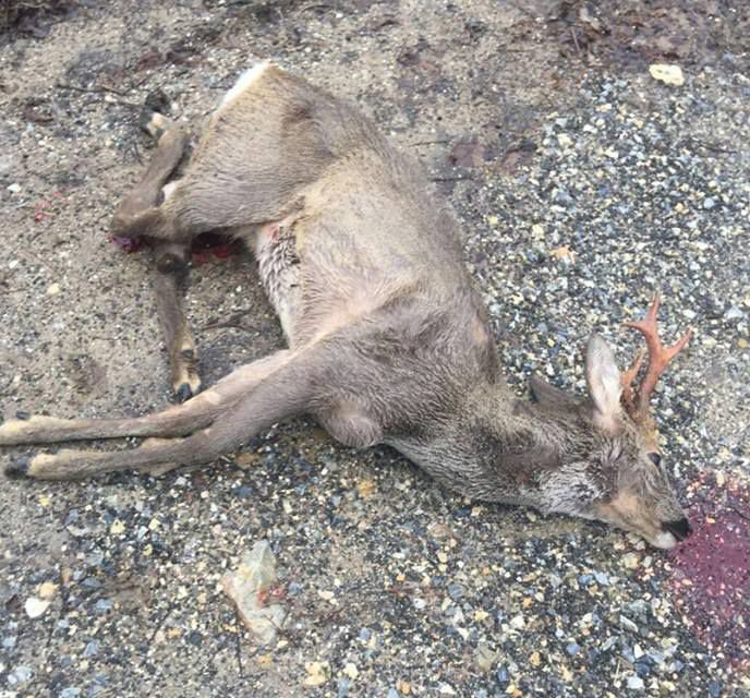 OTOMOBİLİN ÇARPTIĞI GEYİK TELEF OLDU