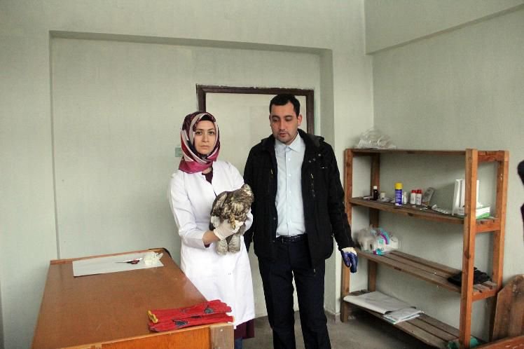 YARALI ŞAHİNE DUYARLI VATANDAŞ YARDIMI...