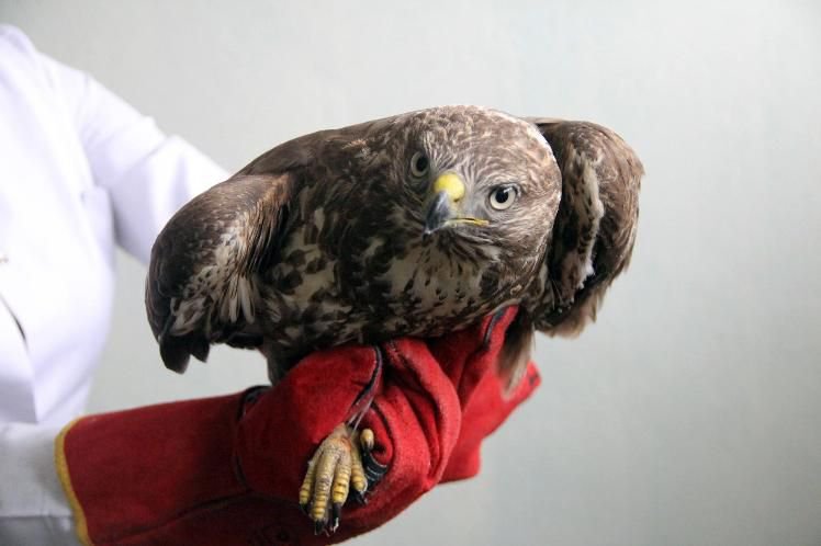 YARALI ŞAHİNE DUYARLI VATANDAŞ YARDIMI...