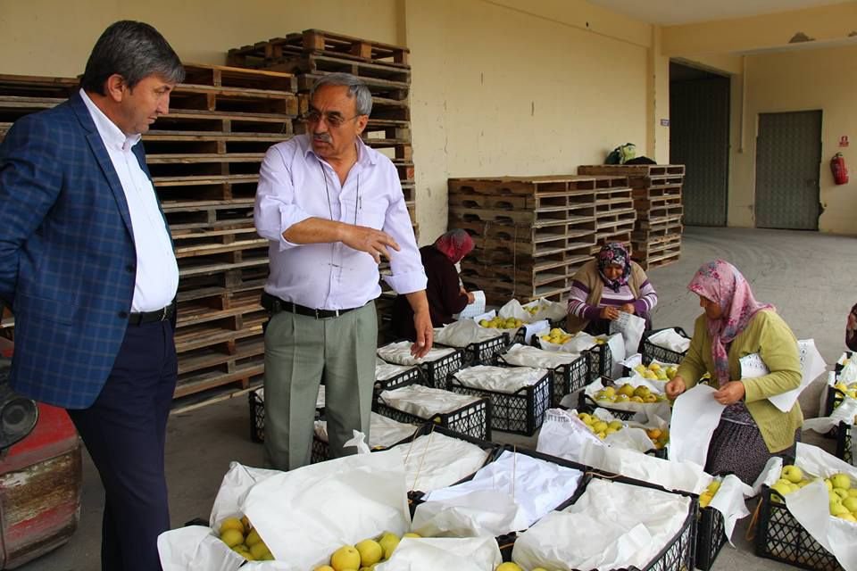 YİĞİTLERİMİZE 16 TON SEBEN ELMASI....