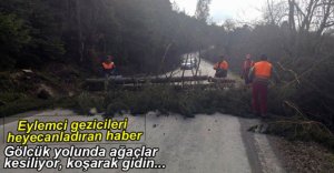 GÖLCÜK YOLUNDA AĞAÇLAR KESİLİYOR