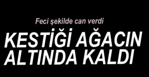 KESTİĞİ AĞACIN ALTINA KALDI