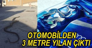OTOMOBİLDEN 3 METRE YILAN ÇIKTI