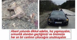 OTOMOBİLİN ÇARPTIĞI GEYİK TELEF OLDU