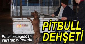 POLİS SALDIRGAN KÖPEĞİ ATEŞ EDEREK DURDURDU