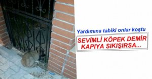 SEVİMLİ KÖPEĞİN İMDADINA İTFAİYECİLER YETİŞTİ