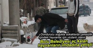 SOKAK HAYVANLARINI UNUTMAYALIM