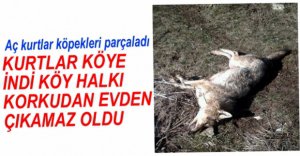 AÇ KURTLAR KÖYE İNDİ, KÖYLÜ EVDEN ÇIKAMIYOR