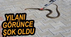 BAHÇEDE YILAN GÖREN ŞAHIS BÜYÜK KORKU YAŞADI