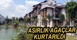 BİNLERCE AĞAÇ KURTARILDI