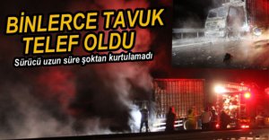 BİNLERCE TAVUK TELEF OLDU