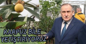 BOLU BELEDİYESİ ORGANİK KARPUZ YETİŞTİRİYOR