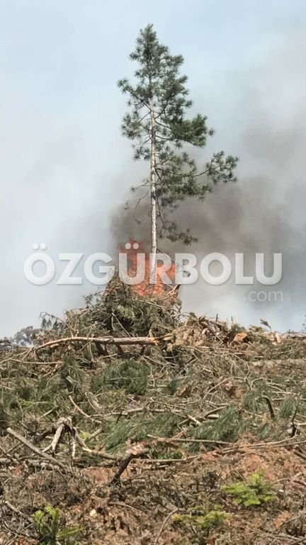 15 DÖNÜM ARAZİ YANARAK KÜL OLDU