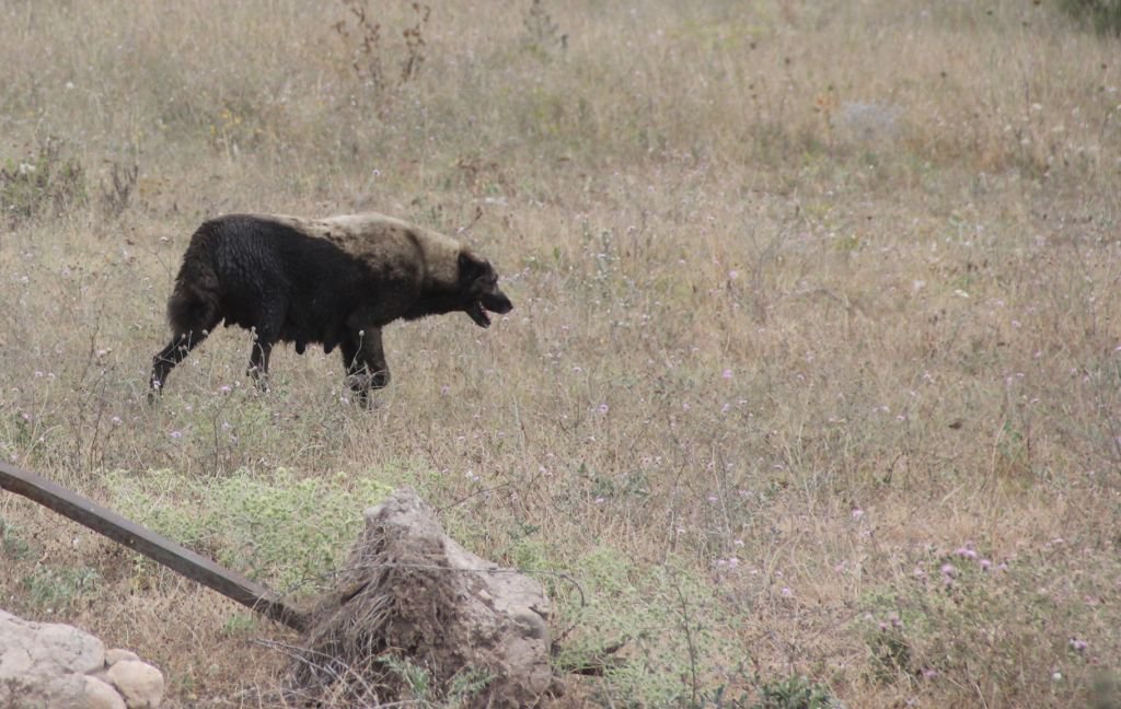 ÇEVRE KATLİAMINA REKOR CEZA