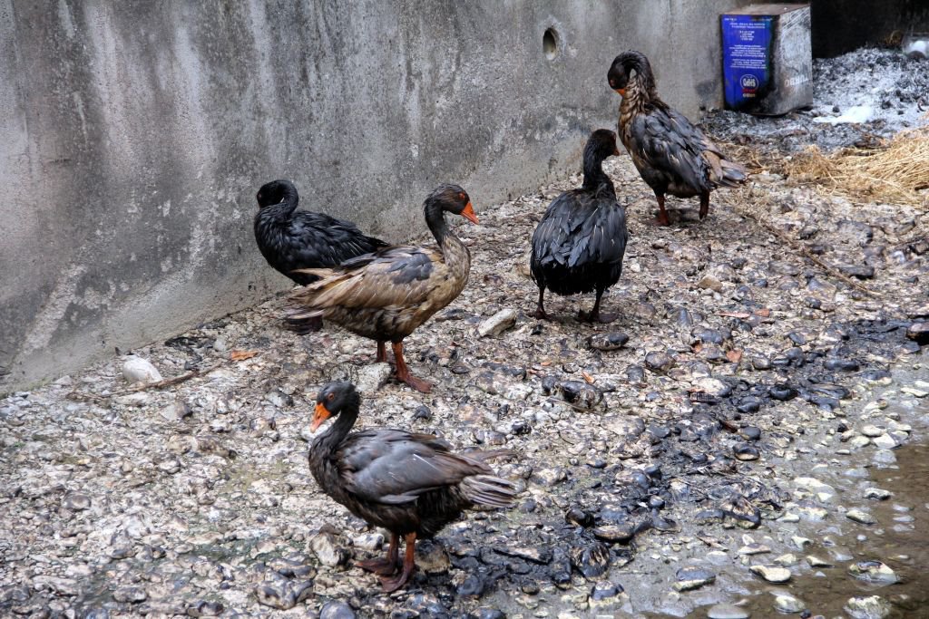 ÇEVRE KATLİAMINA REKOR CEZA