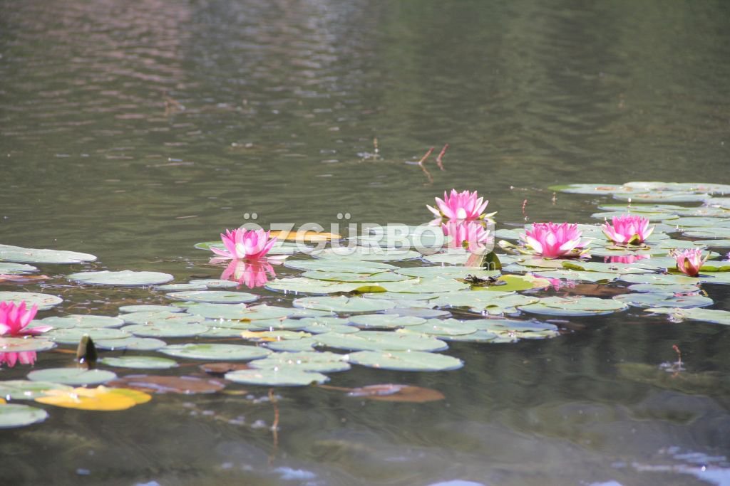 GÖLCÜK HAFTA SONU DOLDU TAŞTI