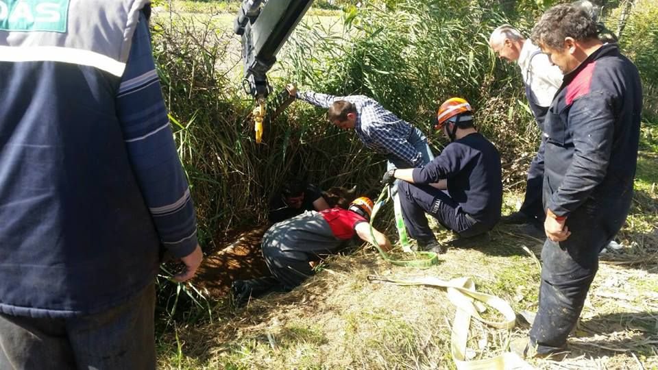 HENDEĞE DÜŞEN İNEĞİ İTFAİYE KURTARDI