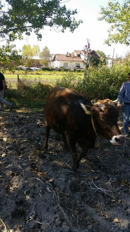 HENDEĞE DÜŞEN İNEĞİ İTFAİYE KURTARDI