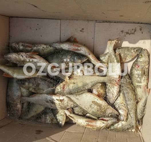 KAÇAK AVLANAN BALIKÇILAR YAKALANDI