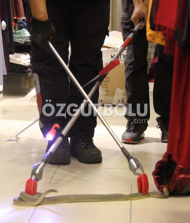 ELBİSE KOLİSİNDEN YILAN ÇIKTI