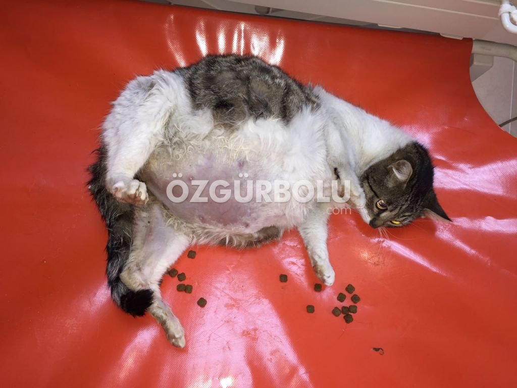 KEDİ SAĞLIĞINA KAVUŞTURULDU