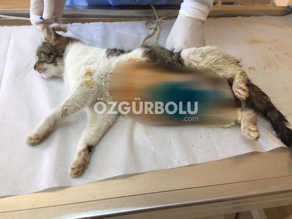 KEDİ SAĞLIĞINA KAVUŞTURULDU