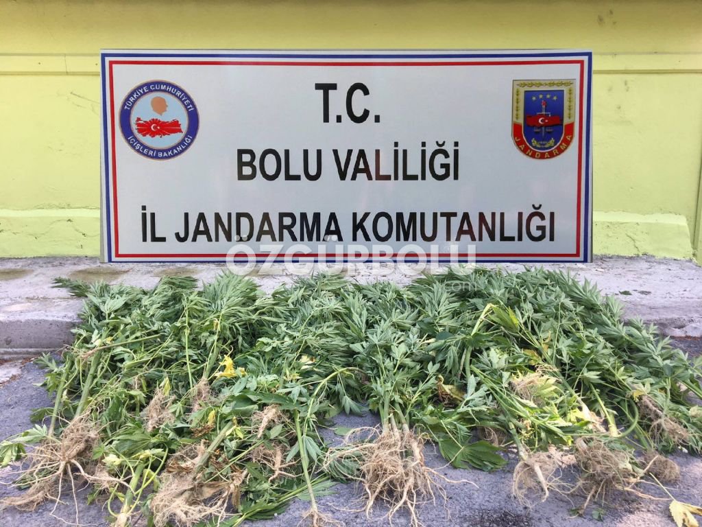 KENT MERKEZİNDE TARLAYA UYUŞTURUCU EKMİŞLER