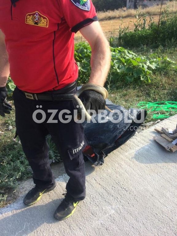 KONTEYNIRDA YILAN PANİĞİ...