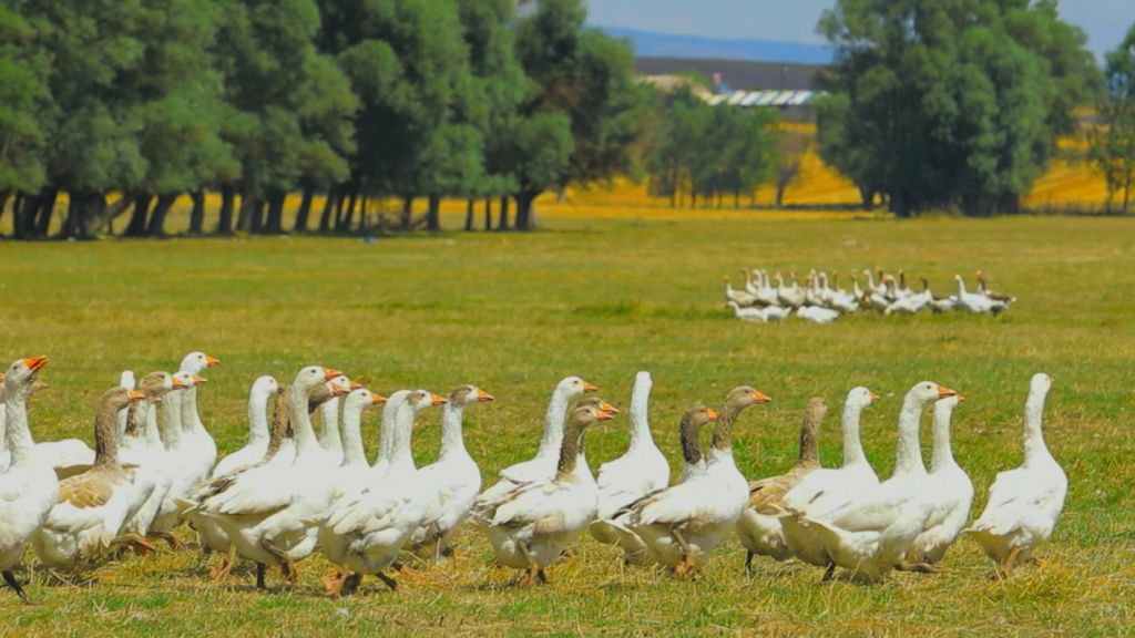 VİDEO HABER - İŞTE BOLU'NUN YAZ FİLMİ