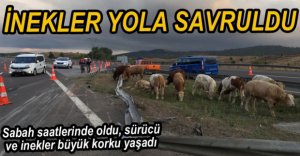 BÜYÜKBAŞ HAYVANLAR TELEF OLDU