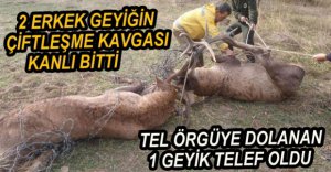 GEYİKLERİN ÇİFTLEŞME KAVGASI...