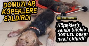 DOMUZLAR AVLANMAYA GİDEN KÖPEKLERE SALDIRDI