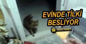 EVİNDE TİLKİ BESLİYOR