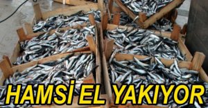 HAMSİ BALIĞI EL YAKIYOR