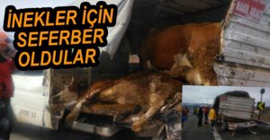 İNEKLER İÇİN SEFERBER OLDULAR