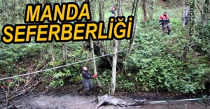 İTFAİYEDEN MANDA OPERASYONU