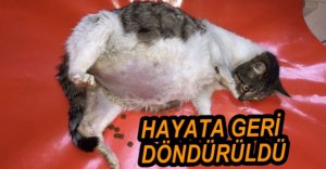 KEDİ SAĞLIĞINA KAVUŞTURULDU