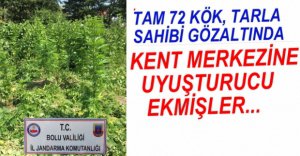 KENT MERKEZİNDE TARLAYA UYUŞTURUCU EKMİŞLER