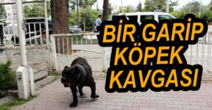 KÖPEĞİ İÇİN POLİSE DİRENDİ