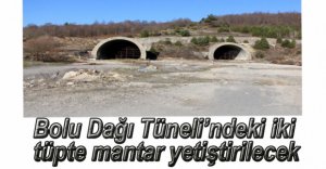 O TÜNELLERDE MANTAR YETİŞTİRİLECEK