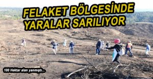 YANGIN BÖLGESİ TEKRAR YEŞERECEK