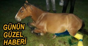 YARALI ATIN İMDADINA EKİPLER YETİŞTİ