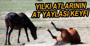 YILKI ATLARININ YAYLA KEYFİ