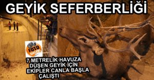 350 KİLOLUK GEYİK İÇİN SEFERBER OLUNDU